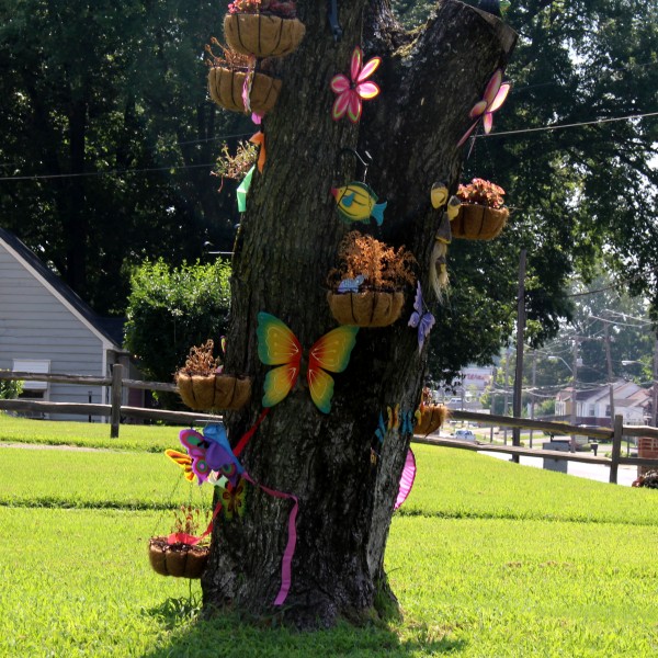 Raines Road Tree